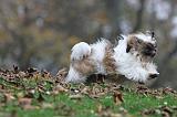 SHIH TZU 098